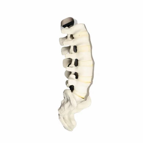 Left Foot Saw Bone - Image 3